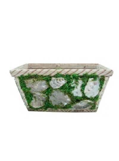 초화바구니굴껍질