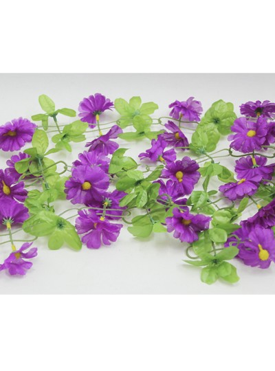 줄조화데이지(보라)