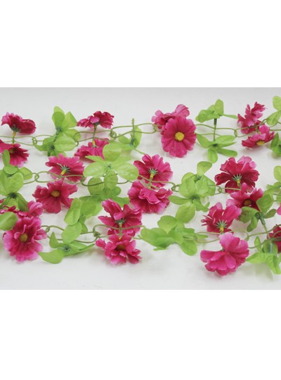 줄조화데이지(꽃핑크)