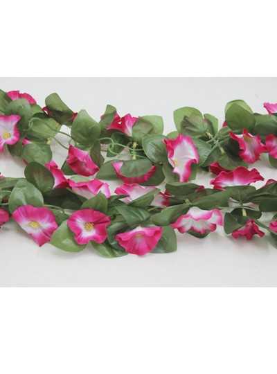 줄조화나팔꽃(꽃핑크)