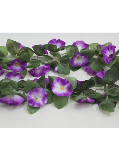 줄조화나팔꽃(보라)