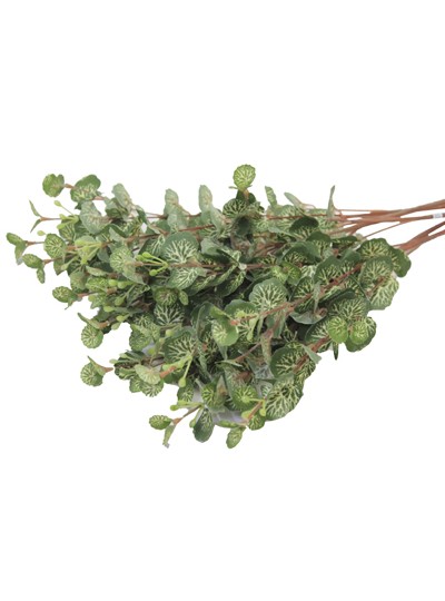 네츄럴잎부쉬조화