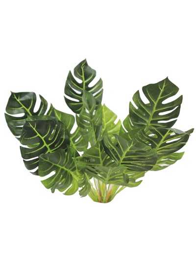 몬스테라부쉬조화