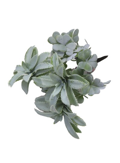 다육조화(기린초)