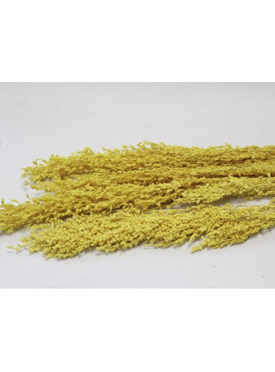 드라이플라워솔리다고(노랑)