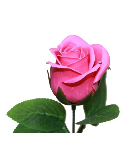 비누장미엘레강스후레쉬(진핑크)50개