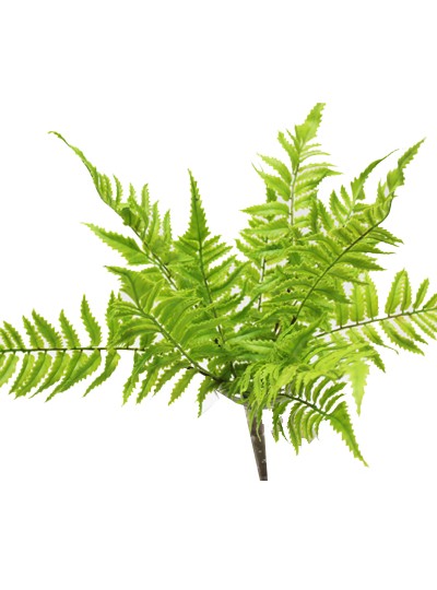 노무라조화부쉬