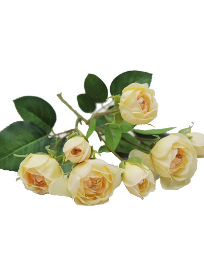 자나장미조화가지(미색)