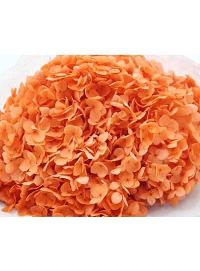 안나수국프리져브드외대(오렌지)