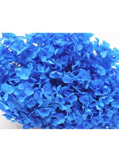 안나수국프리져브드외대(파랑)