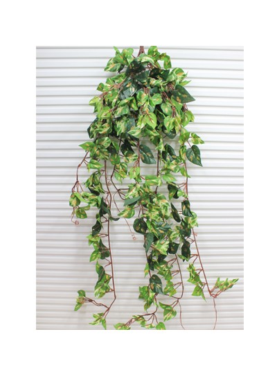 스킨넝쿨조화(12줄기)