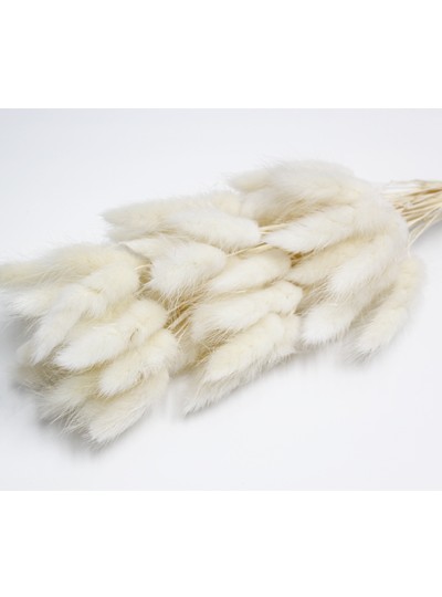 라그라스(백색)