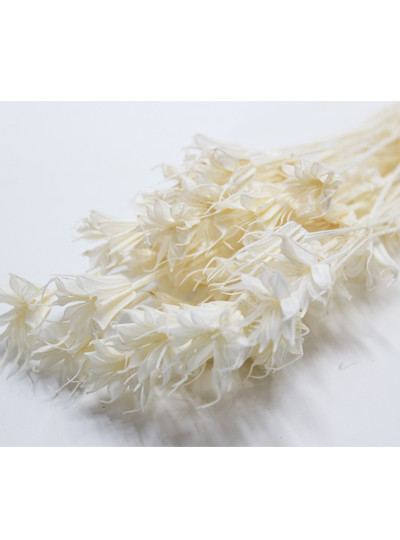 프리져브드 니겔라(아이보리)