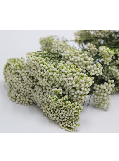 프리져브드 라이스플라워(그린)