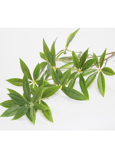 파키라가지조화 소(11가지)