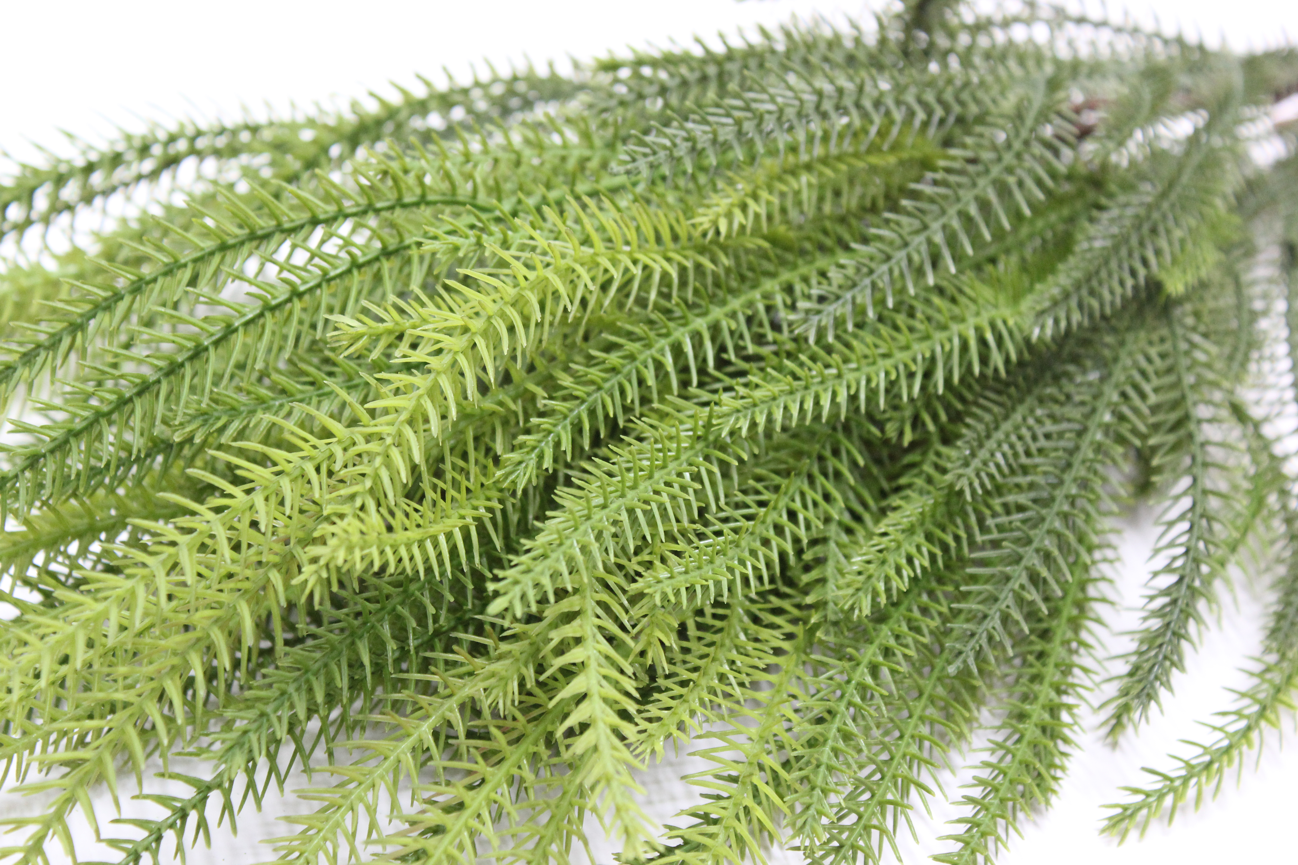 몽키테일부쉬 조화