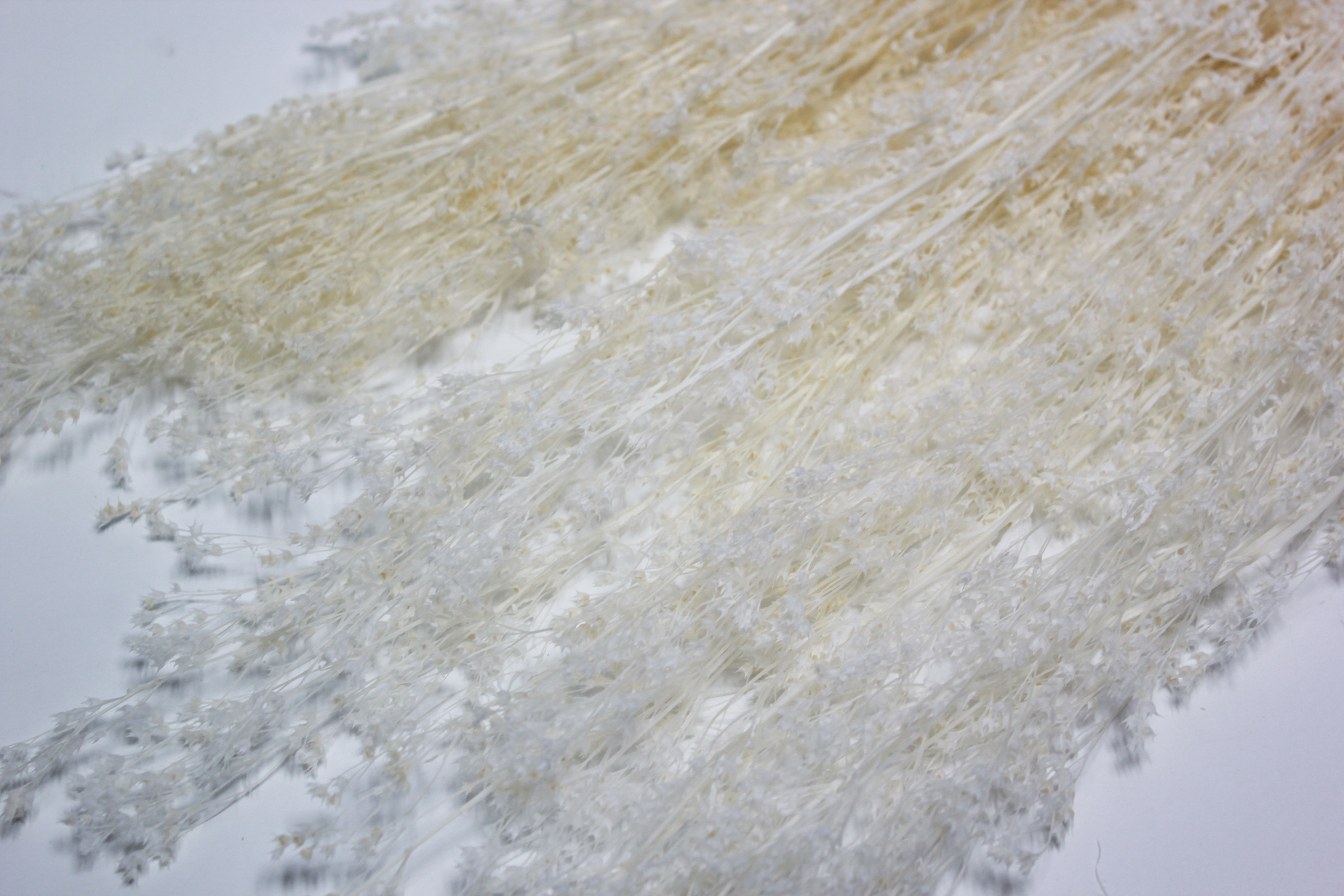 프리져브드 베이비스타(백색)110g