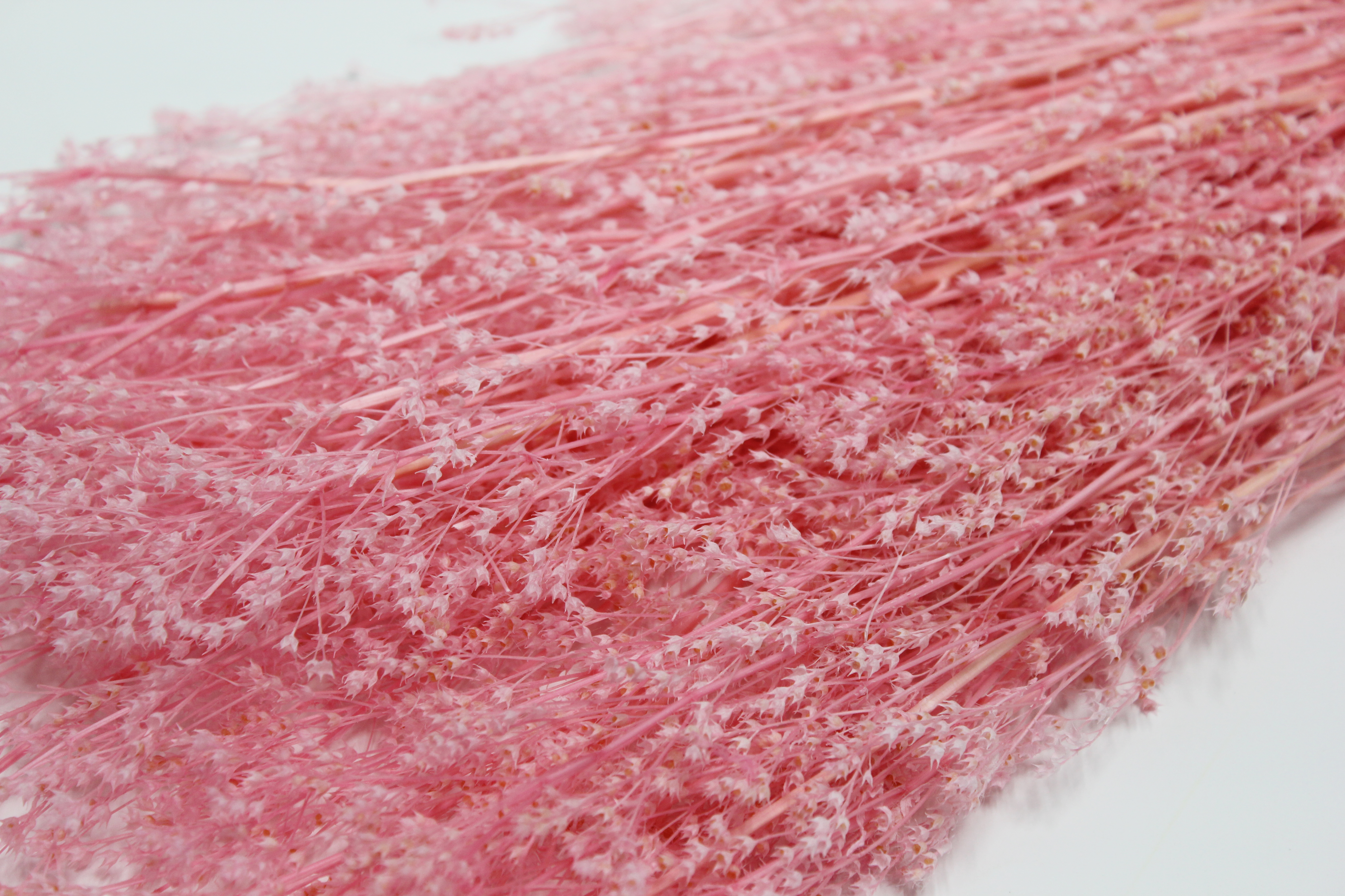 프리져브드 베이비스타(핑크)110g