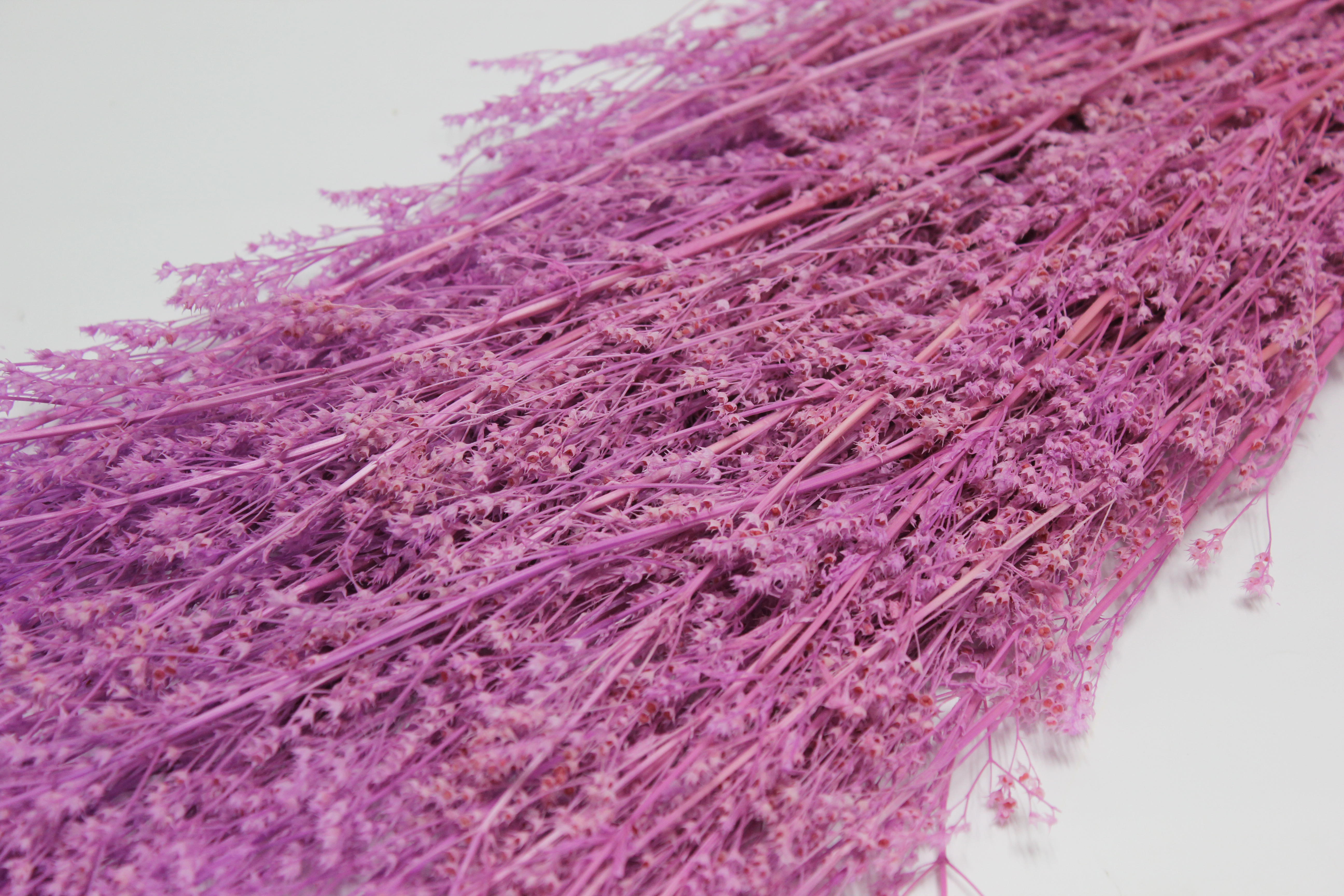 프리져브드 베이비스타(보라)110g