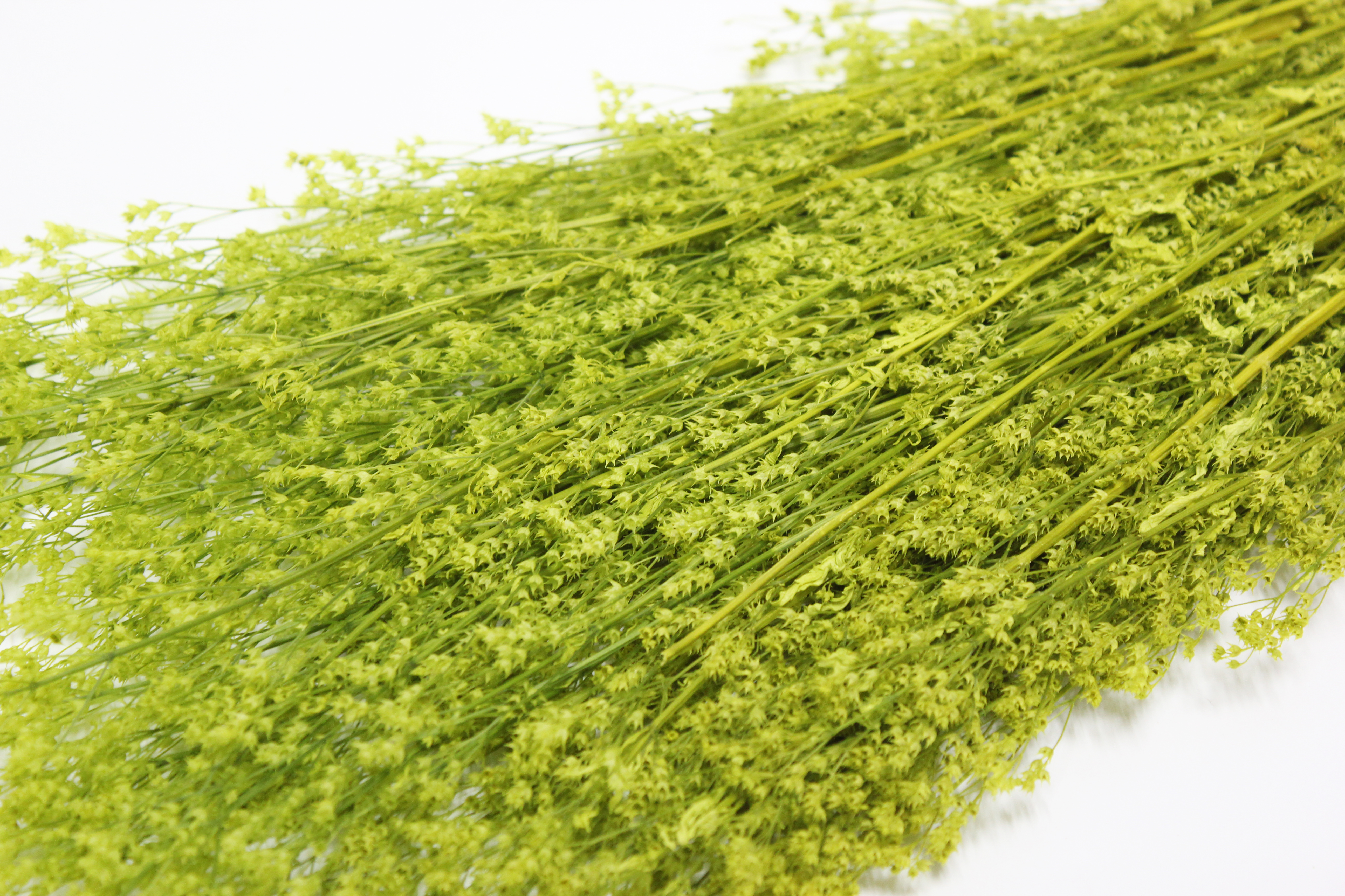 프리져브드 베이비스타(그린)110g