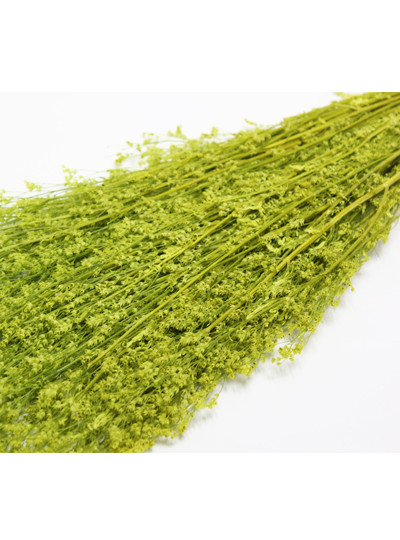 프리져브드 베이비스타(그린)110g