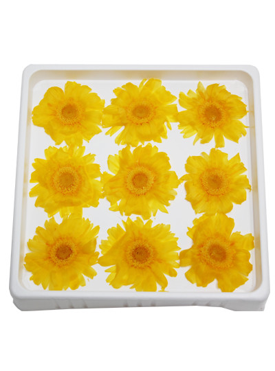 프리져브드 거베라(9p)