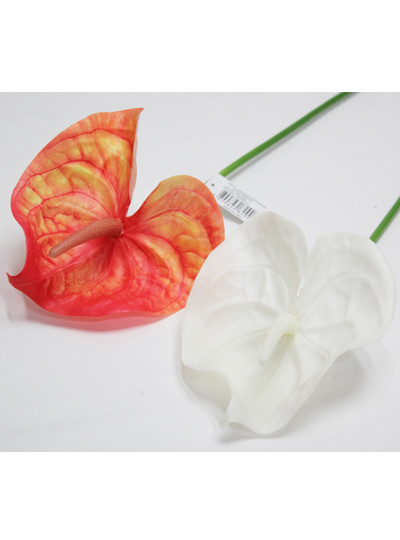 모이스트 안시듐가지조화